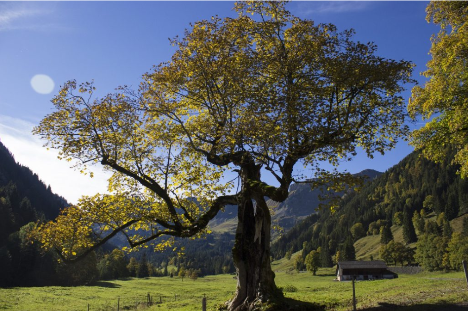 Tree