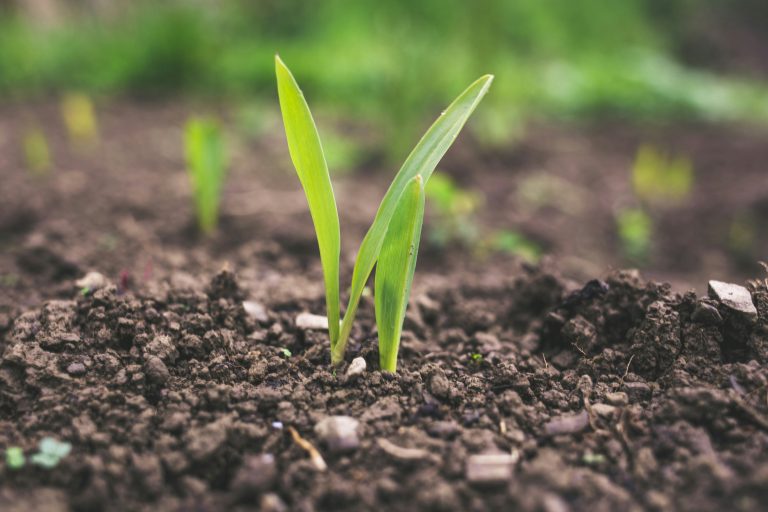 Cultivating a Heart of Good Soil: Embracing the Word of God
